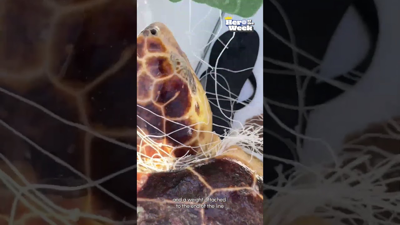 🐢🛟Sailors Rescue Turtle From Fishing Line | Hero of the Week