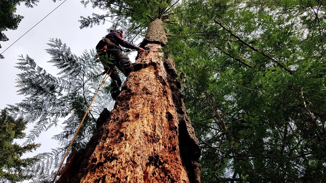 Rotten Tree Take Down