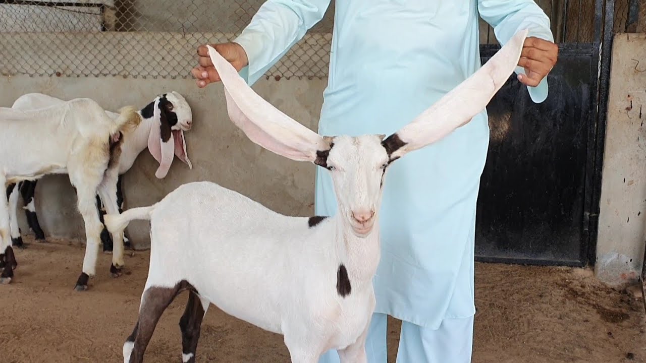 Full Top Hyderabadi Bakriyaa Shandhaar Quality | Ajwa Goat Farm.
