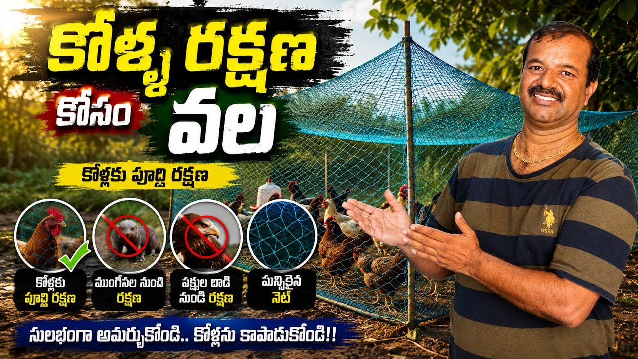 కోళ్ల రక్షణ కోసం వల || కోళ్ళ పెంచడం కోసం సులువైన విధంగా... వల