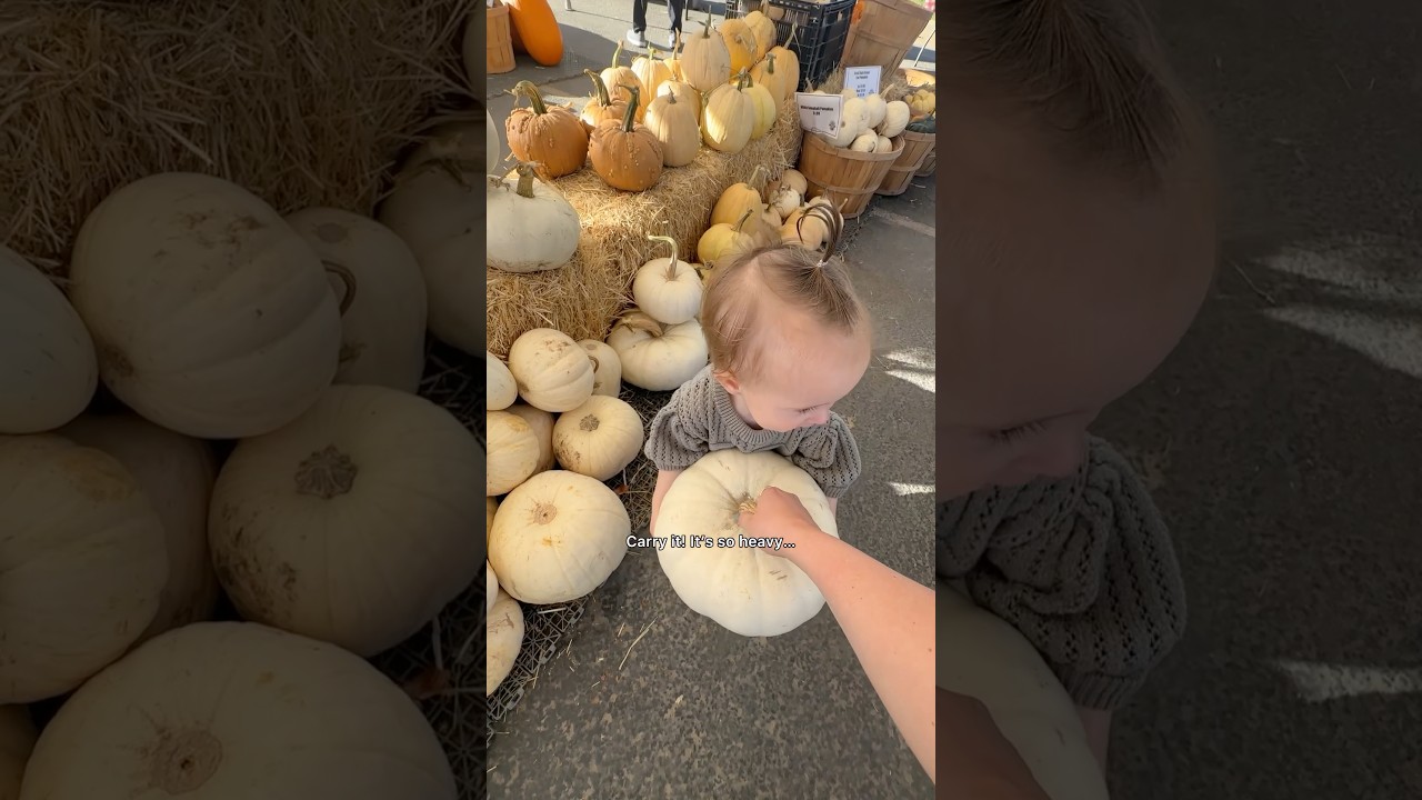СОБИРАЮ ТЫКВЫ: впервые снимаю 14-месячную! #тыквеннаягрядка #сбортыкв #тыквы