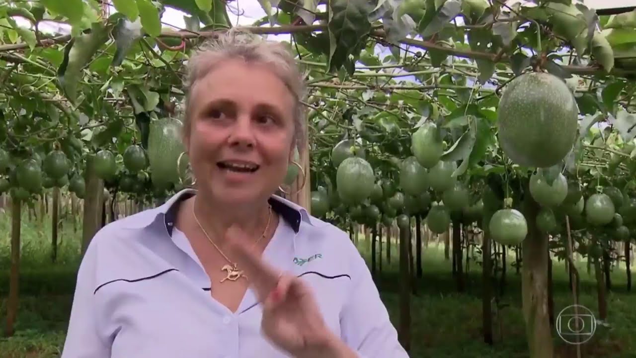 CONTROLE DO PERCEVEJO COM ÓLEO DE NEEM(NIM) (Globo Rural) 