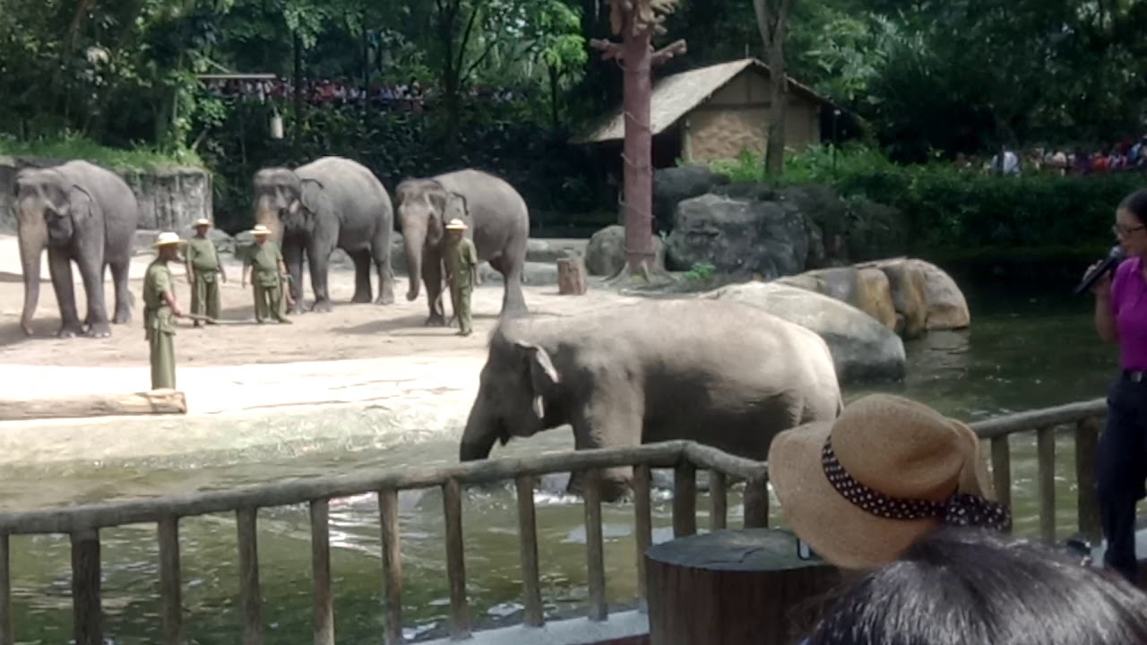 singapore zoo..elephant show