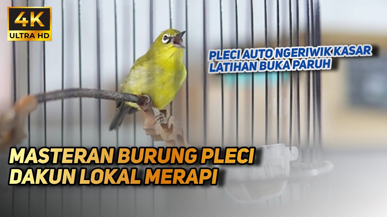 MASTERAN BURUNG PLECI BAHAN AGAR NGERIWIK KASAR | MASTERAN PLECI BAHAN AUTRO NGRIWIK