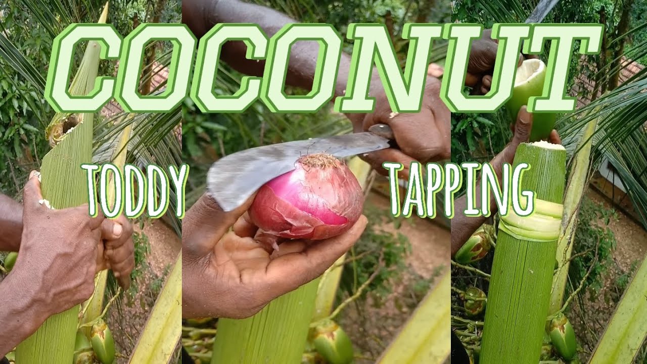 coconut toddy tapping🌴🥥 the great drink of toddy #trending #nature #viralvideo