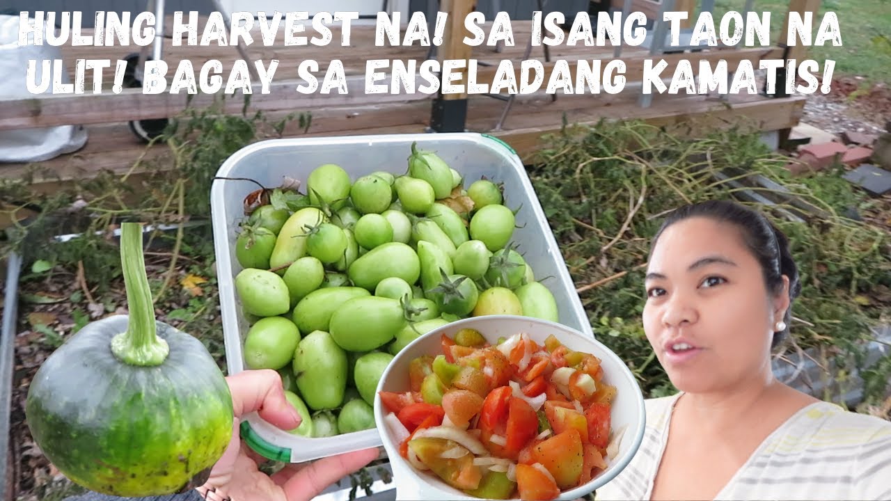 BUHAY AMERIKA: HULING HARVEST NA SA GARDEN TAPOS NA ANG GARDEN SEASON MAG IISNOW NA!