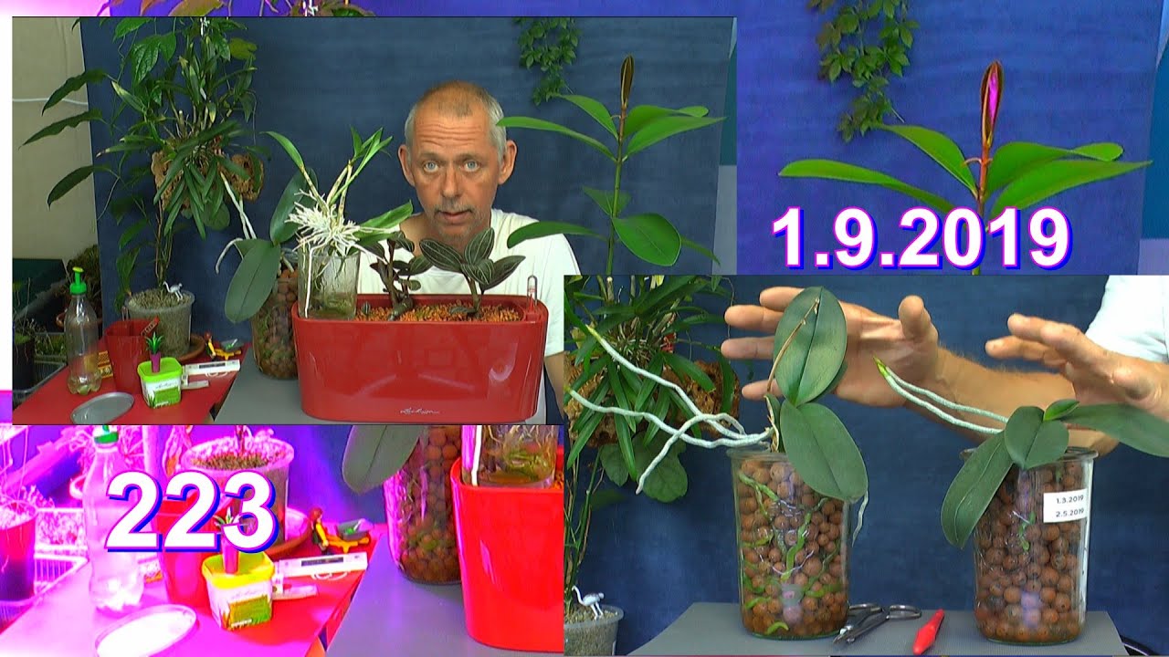 Orchideen Pflege ganz einfach Phalaenopsis und Juwel Orchidee entdecken
