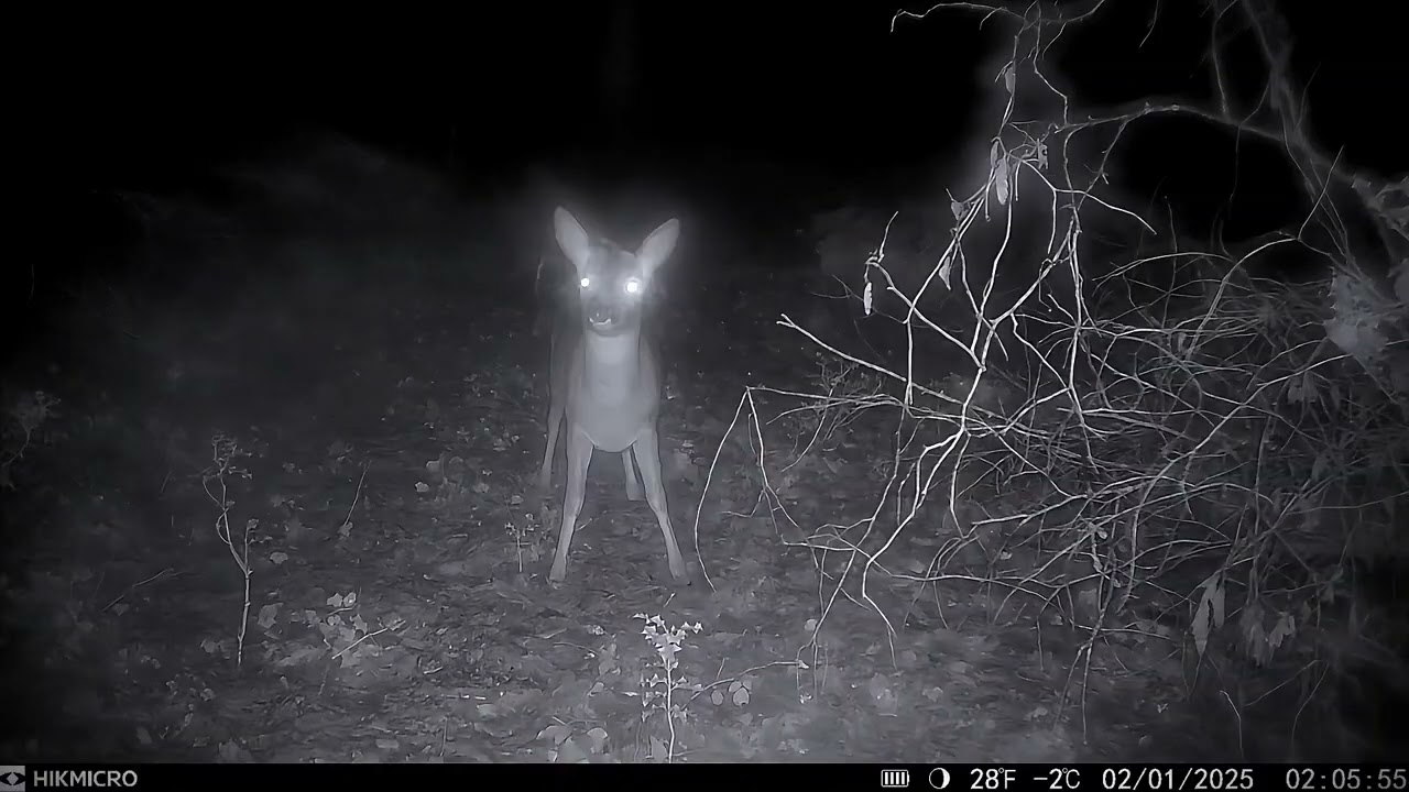 Trail Cam Wildlife