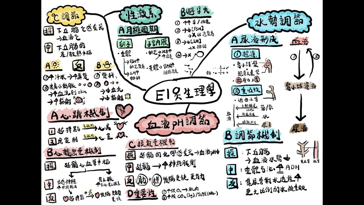 [DSE BIO 生物科]一圖溫一課系列－E1 人體生理 (繁中字幕）