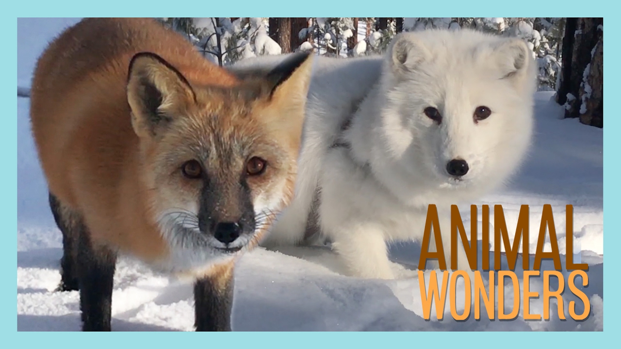 Песец, рыжая лисица