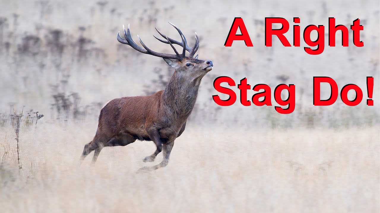 Which are my favourite deer parks for photographing the annual deer rut?