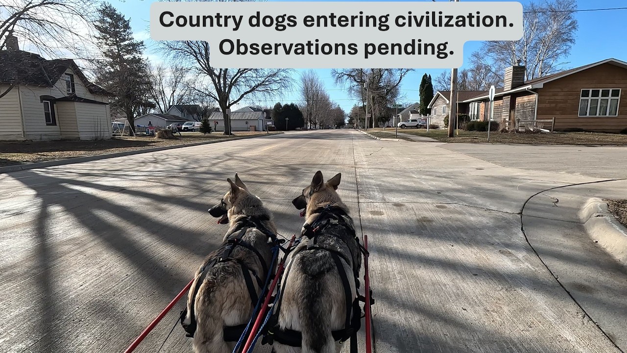 Hilda and Herman:  Country dogs entering civilization