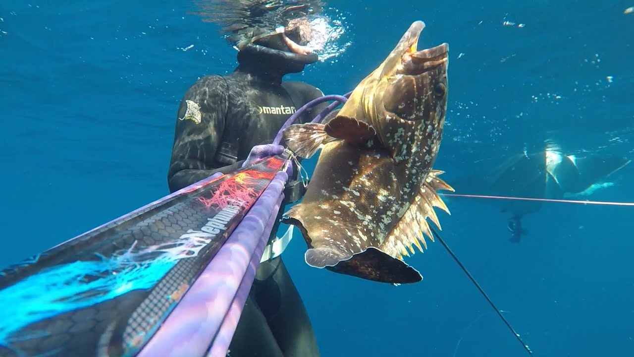 Spearfishing Dusky Groupers summer 2024 🔱neptunus 105 & 125 🔱 @Neptunus-NS @spearfishing