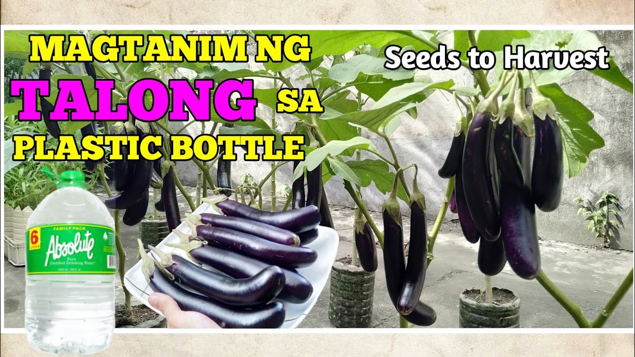 Paano magtanim at paramihin ang bunga ng Talong sa Container