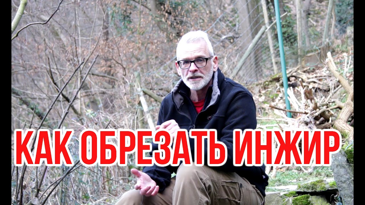 Как обрезать инжир / Игорь Билевич