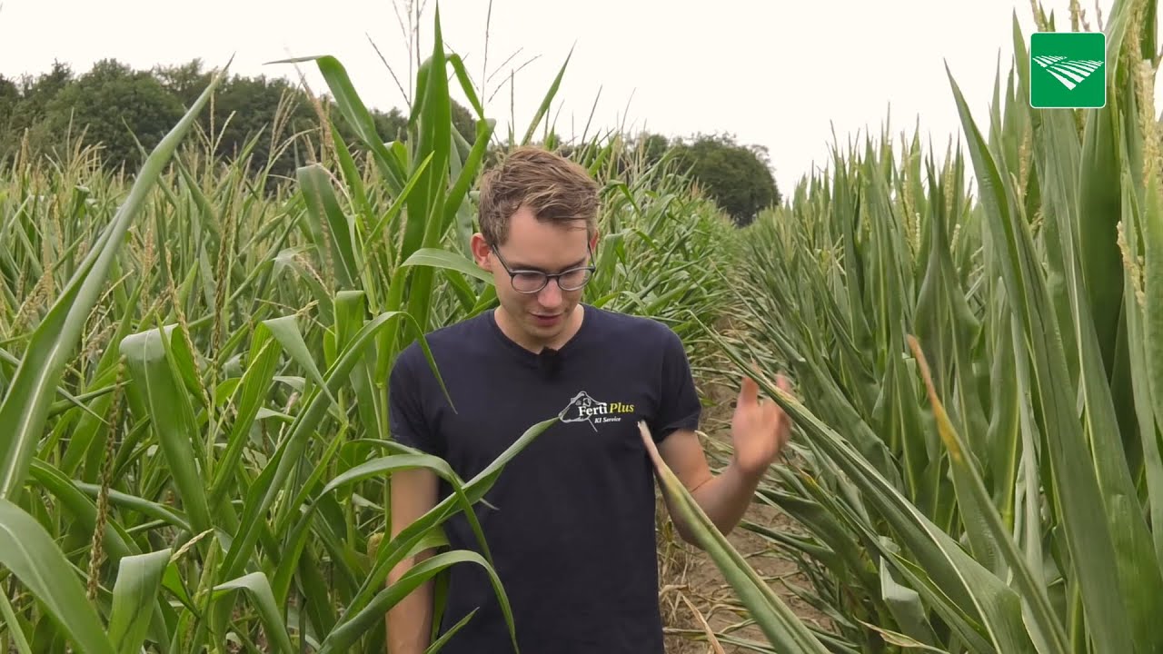 Mais direct in de zode gezaaid zonder te ploegen