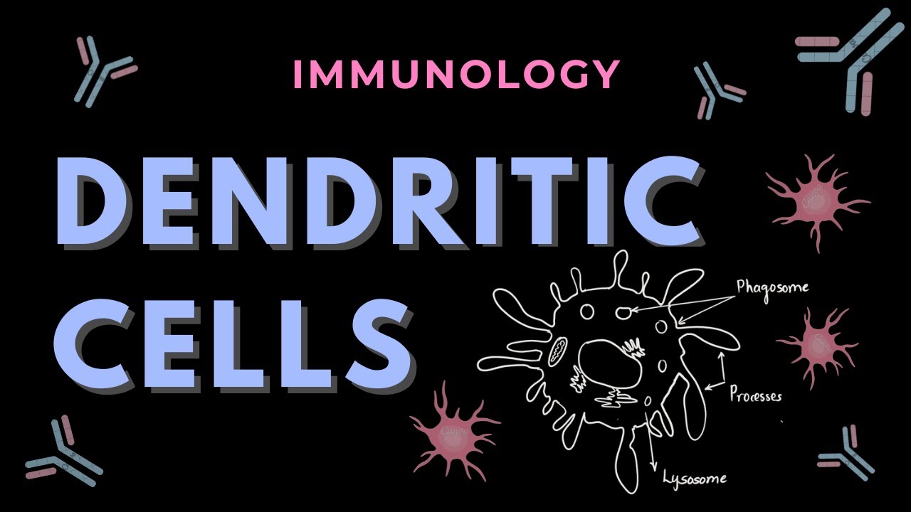 Dendritic Cells | Cells of Immune System | Immunology | GATE/CSIR-NET Life Science