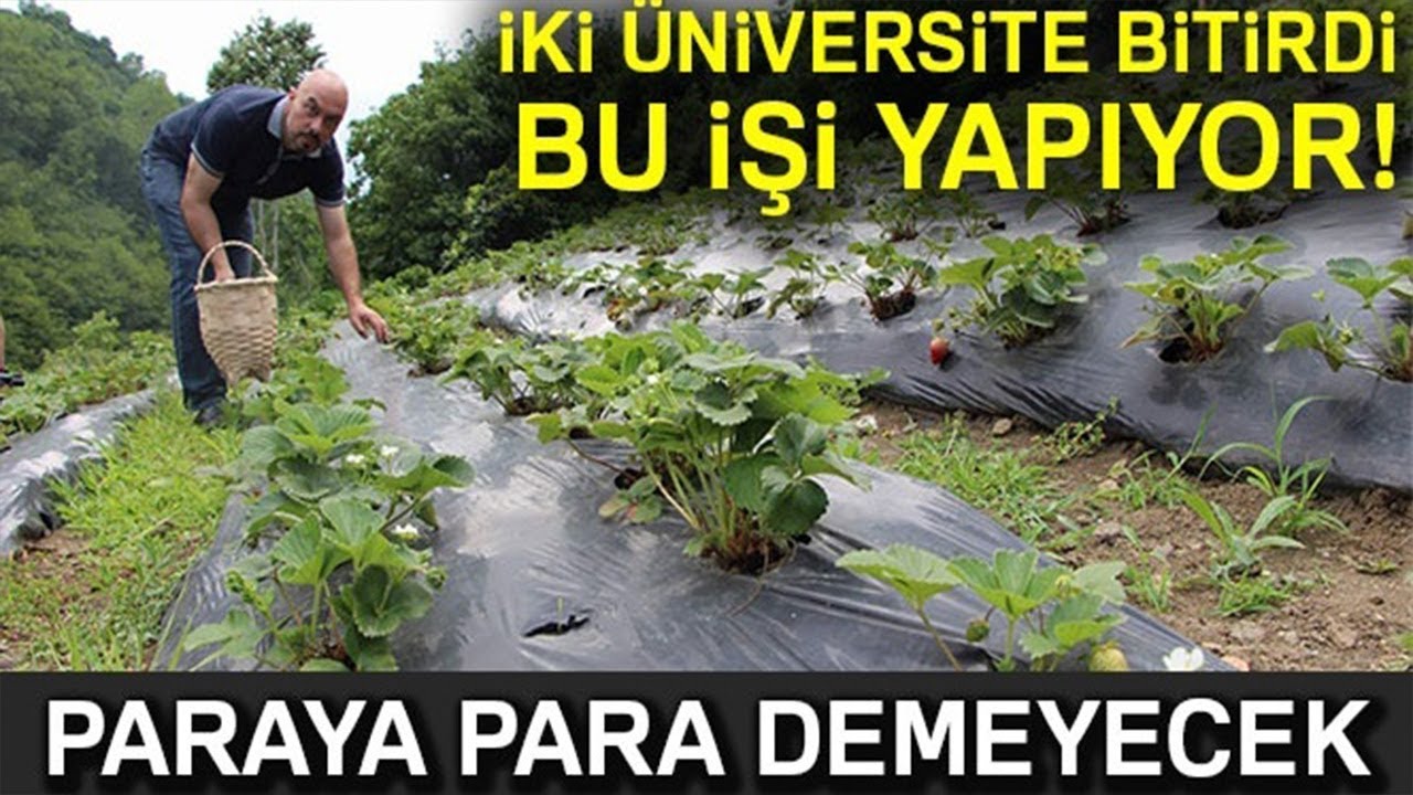 İki Üniversite Bitirdi Organik Çilek Yetiştiriyor