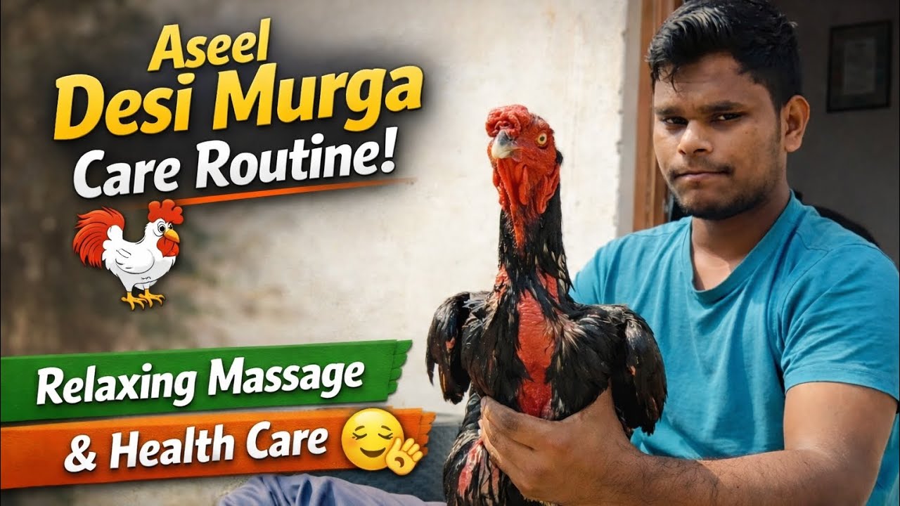  Aseel Desi Murga Care Routine Full Guide #AnimalCare #RoosterCare #FarmLife #PetGrooming #DesiMurga