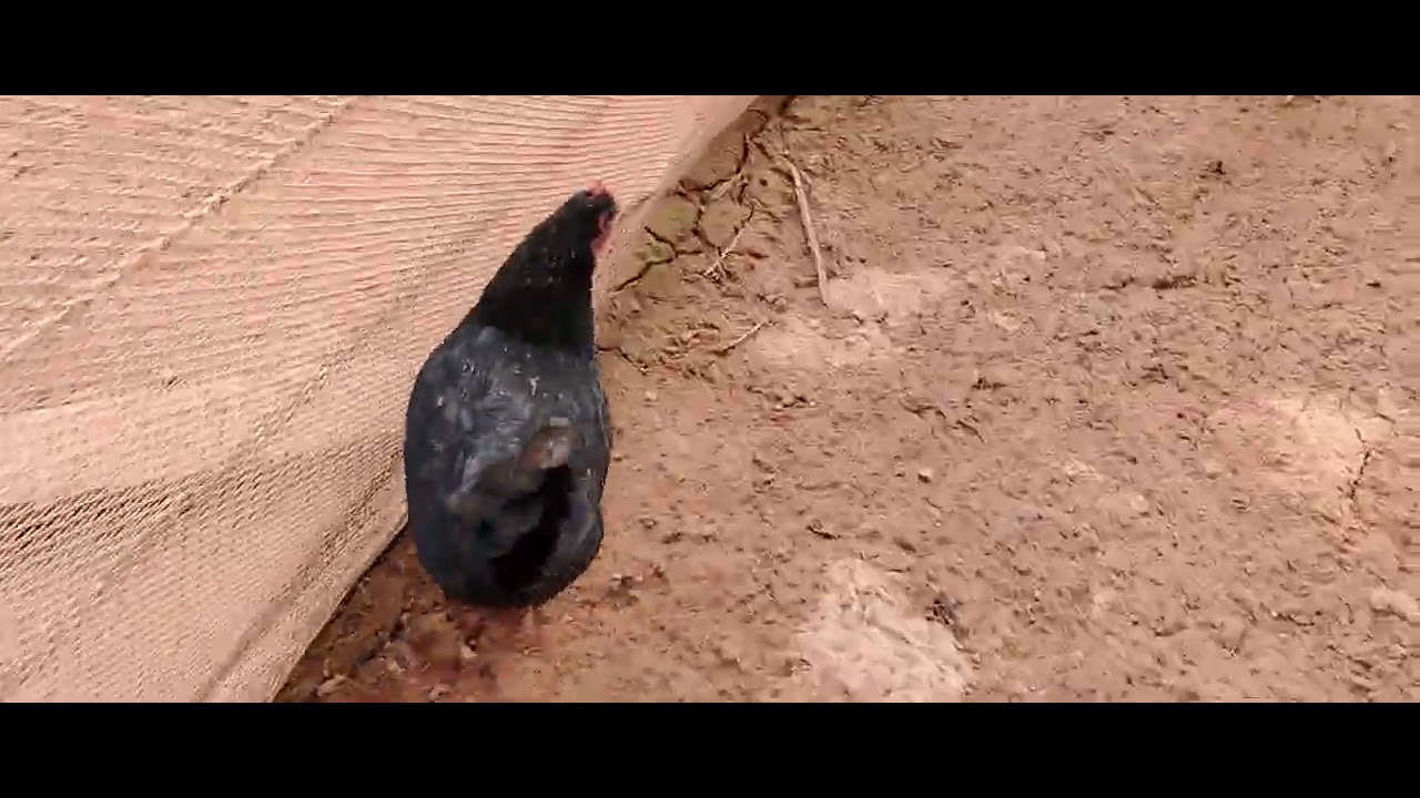 فلا مدينة تارودانت 