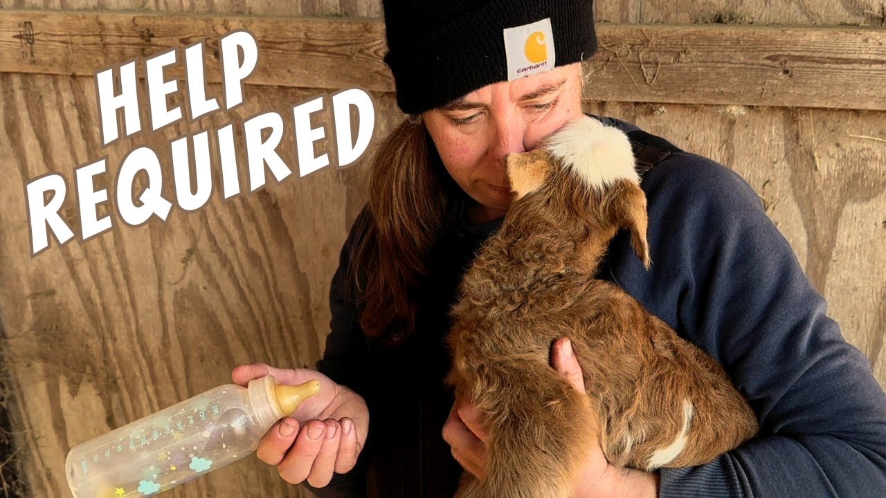 We Needed To Intervene | Farm Life VLOG
