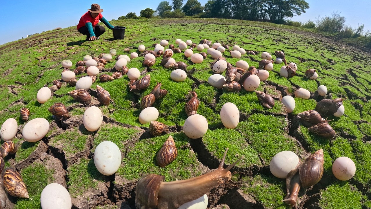 Harvesting a lot of snails and eggs on the grass at field by hand a female farmer