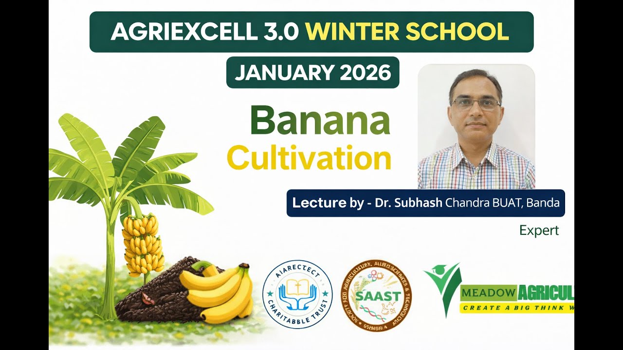 Innovative approaches to banana cultivation