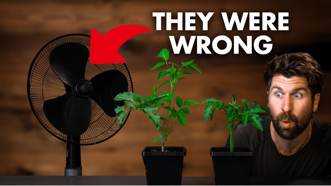 Fan vs No Fan Seed Starting - I wasn't expecting this!
