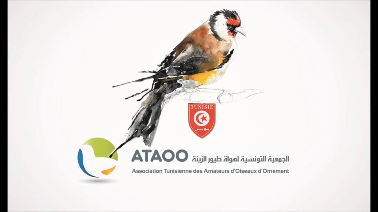 CHANT CHARDONNERET ATAOO SAISON 2017 - تغريد حسون تونسي