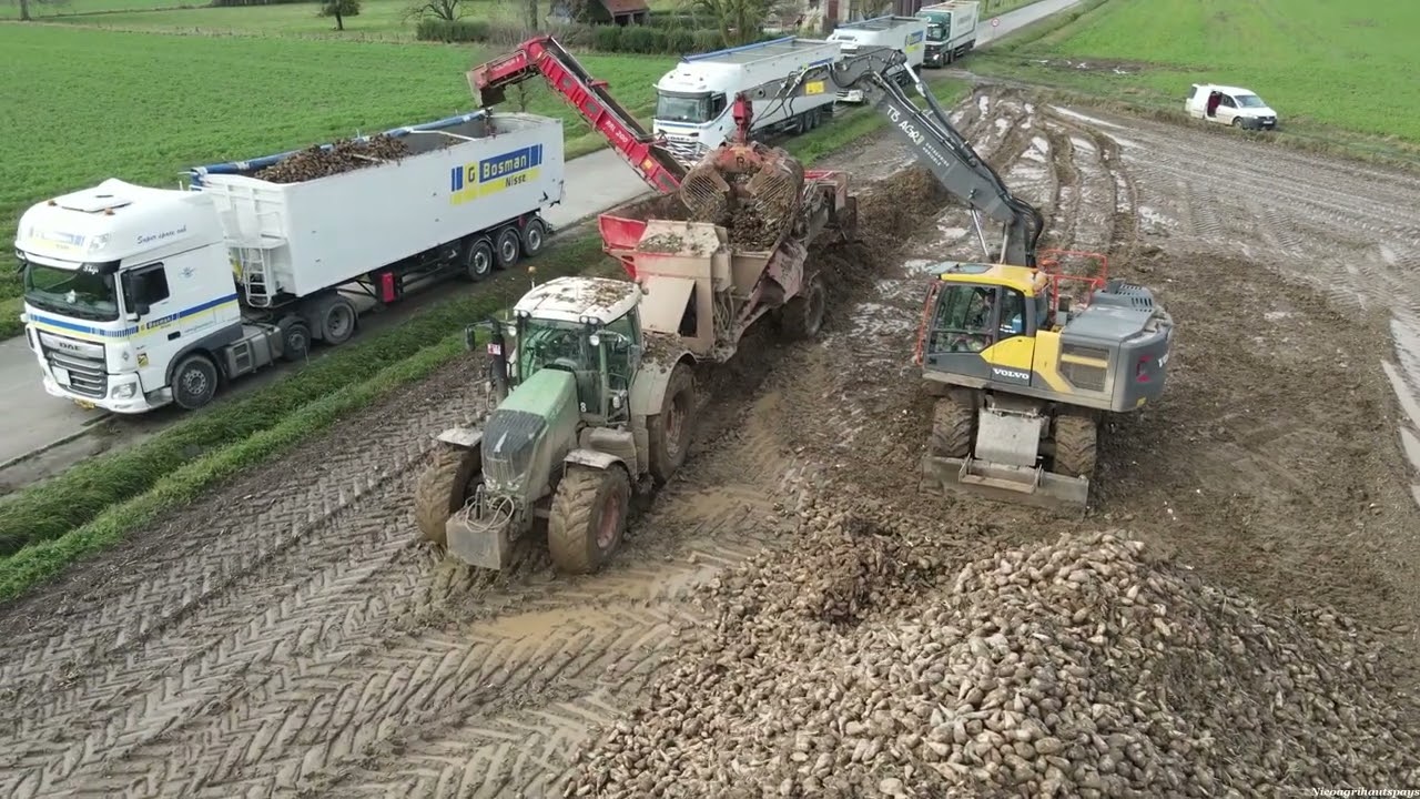 Chargement de Chicor&eacute;es 2023/Volvo EW160E/Fendt 826/Holmer RRL 200 Chicory [TB AGRI/G Bosman Nisse]