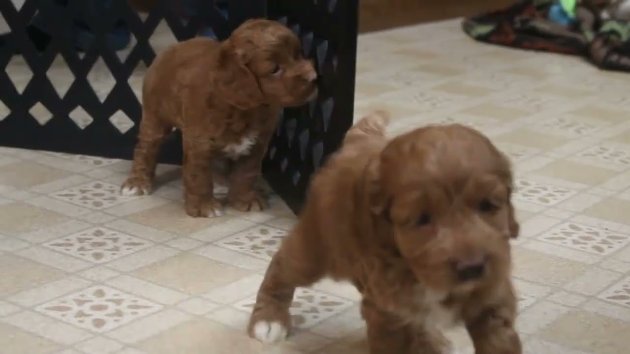 Cockapoo Puppies For Sale