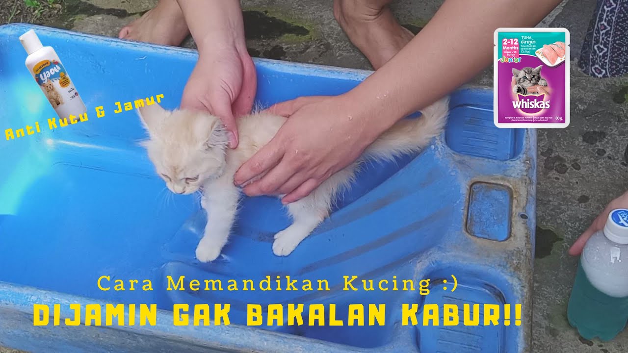Dijamin Gak Bakalan Kabur/Kaget | Cara Memandikan Anak Kucing Dibawah 3 Bulan Pertama Kali