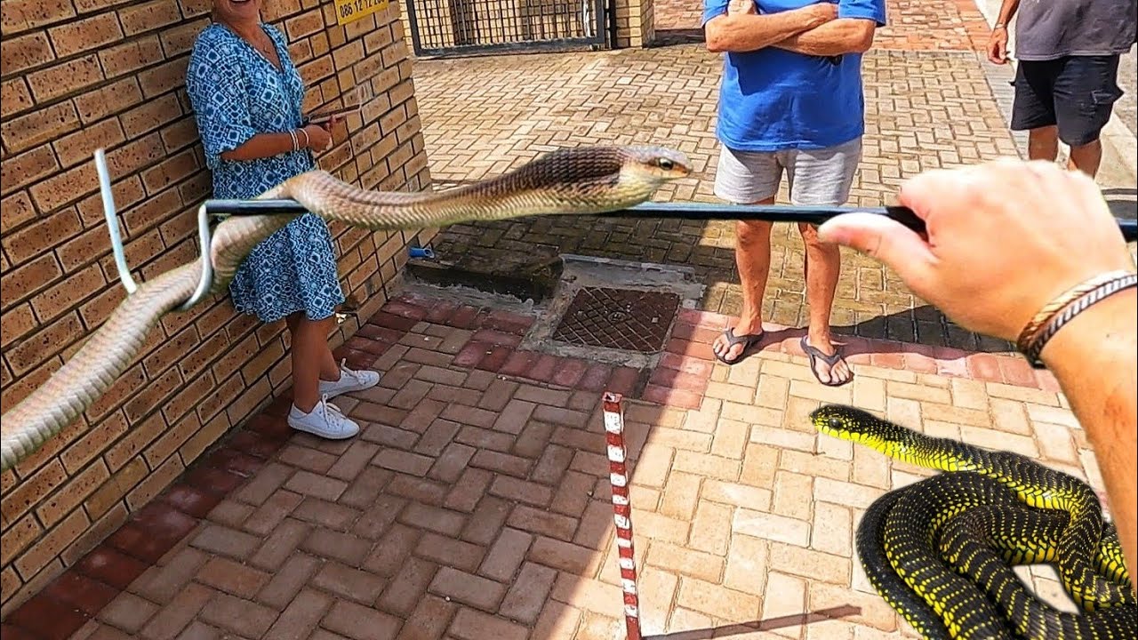 Catching a Deadly Boomslang at their Front Gate!