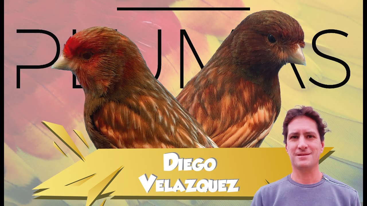Visita al criadero de Diego Velazquez