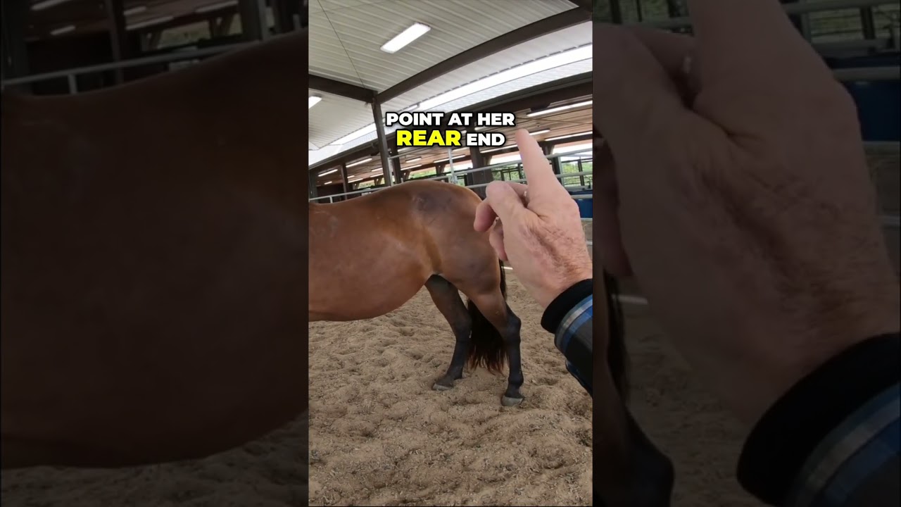 Reading a horse's body language: Subtle cues