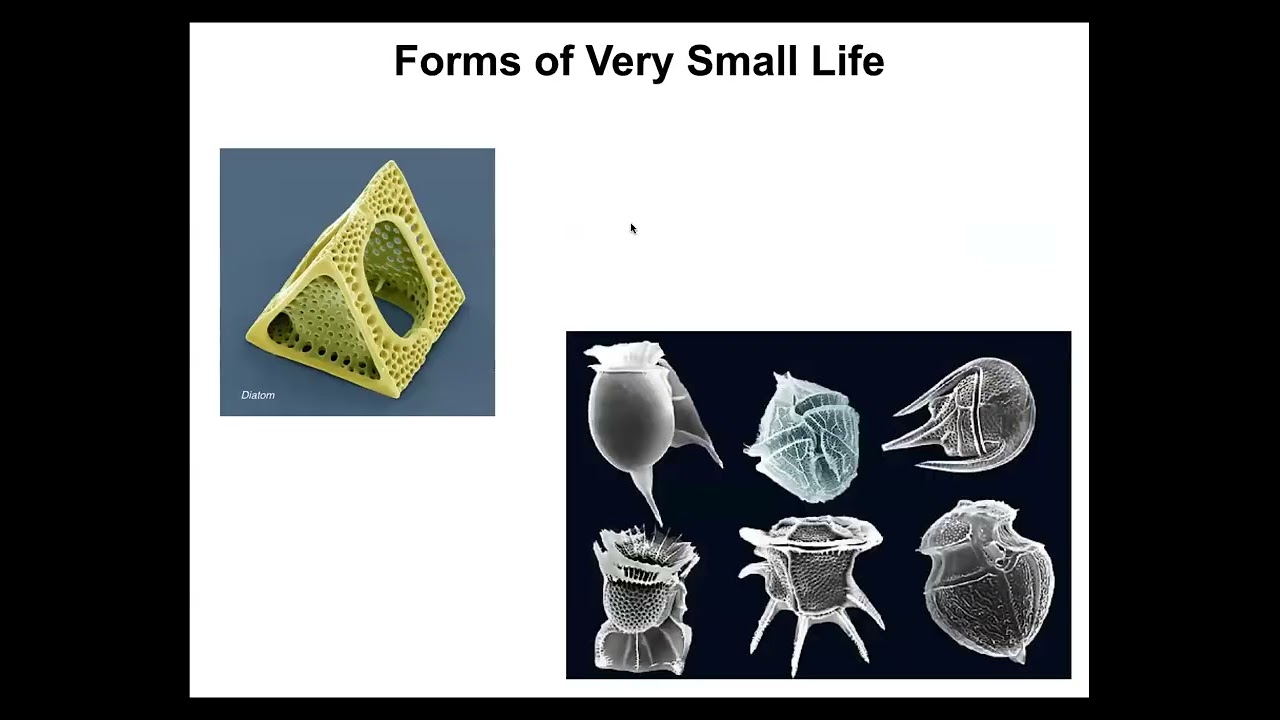 Michael Levin | Natural and artificial forms of life and embodied mind
