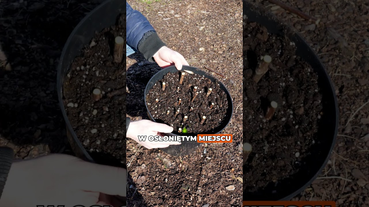 Rozmnażanie hortensji bukietowej po cięciu wiosną &ndash; to proste! 🌱