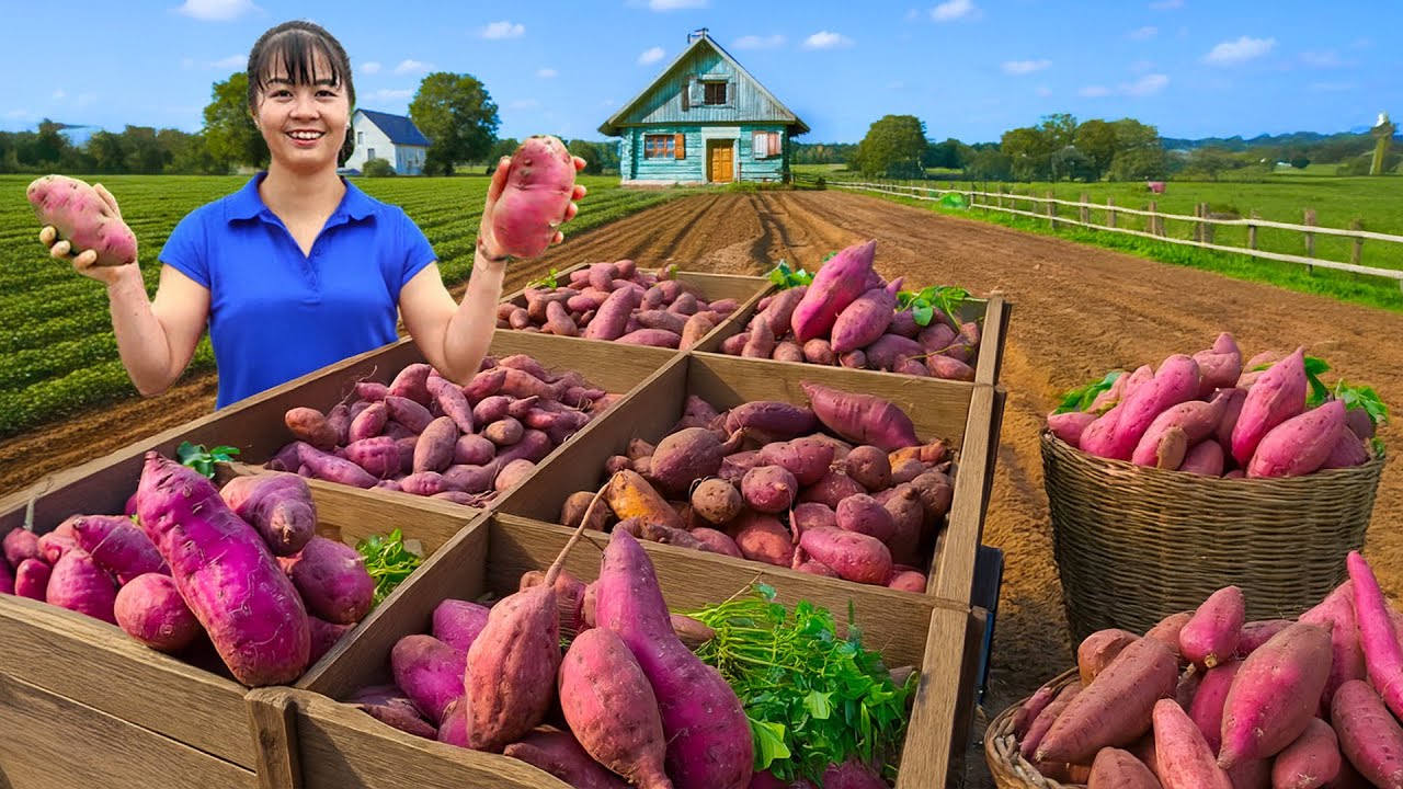 120 Days Harvesting and Using 3-Wheeled Truck to Transport Sweet Potatoes Go to Market Sell
