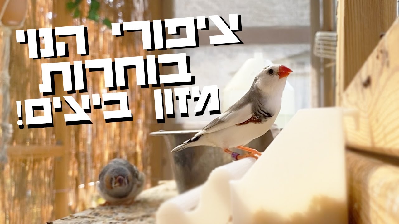 יום בחירות והחיות במשק זוכות לפינוק מיוחד - מזון ביצים בייתי