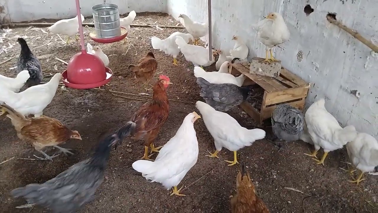 Uma dica pra quem está começando a criar galinha de postura.