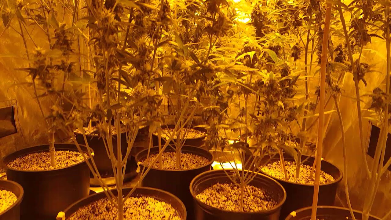 harvest time thc bomb Autoflowers