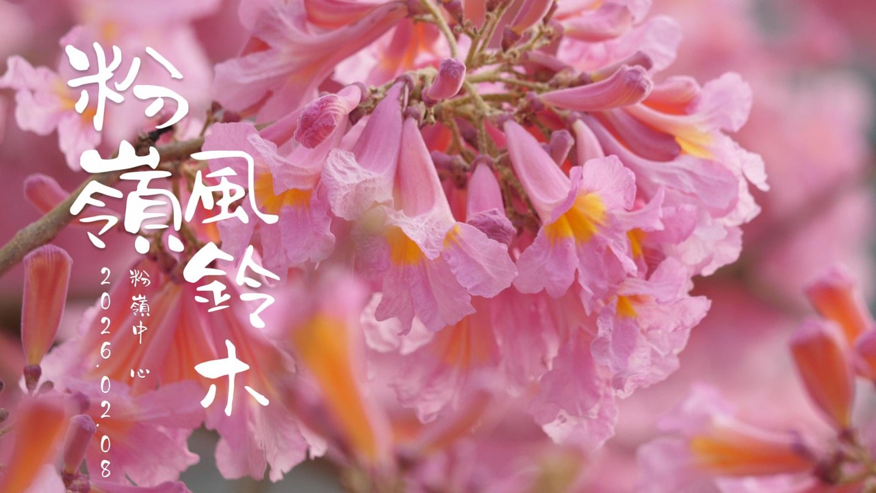 粉嶺紫花風鈐木 盛放 木棉花也開了不少 Pink Trumpet Tree 4K 4K