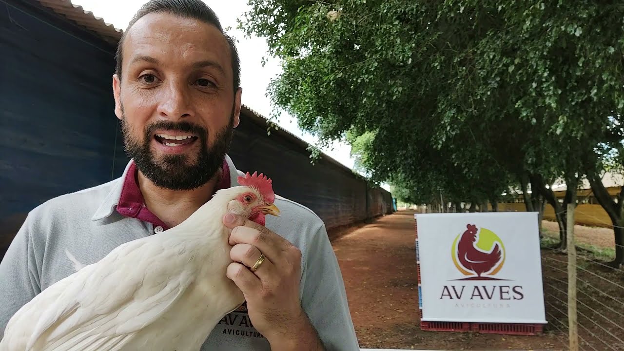 As Melhores Galinhas Poedeiras | AV Aves