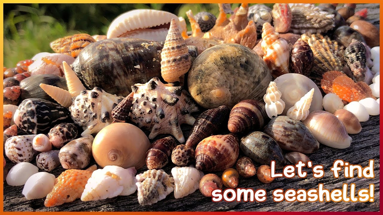 В поисках микроракушек | Мини-сокровища на песке [Виртуальный ракушечный поиск]