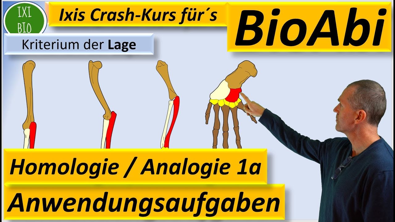 Homologe und analoge Organe (Homologiekriterien): Anwendungsaufgaben 1a Erläutern/Begründen BioAbi