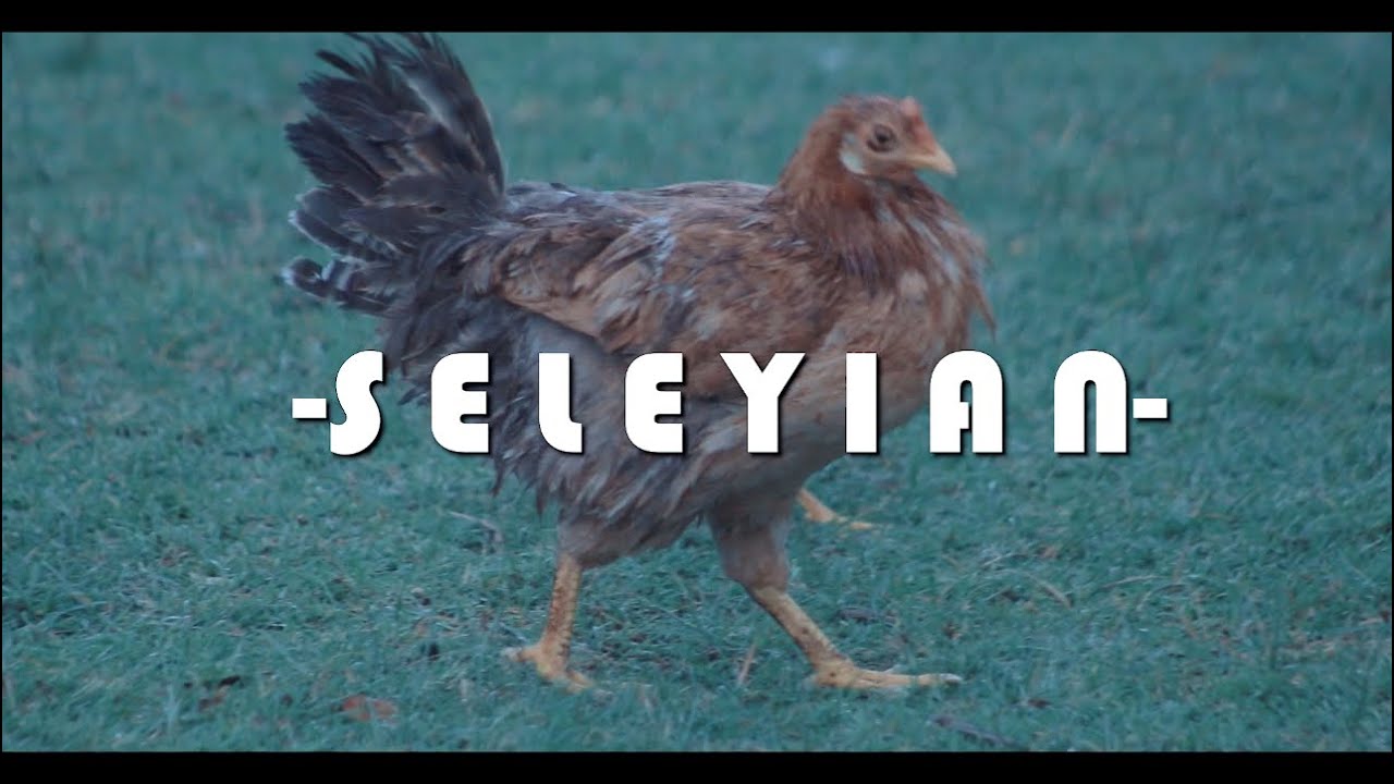 SELEYIAN _MAA FINEST OFFICIAL VIDEO (4K)