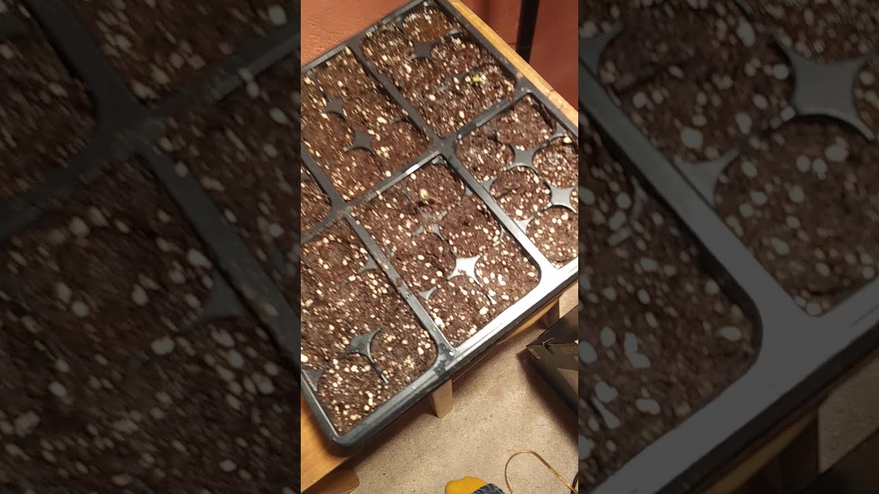 Added more plants to the new cheap closet grow room