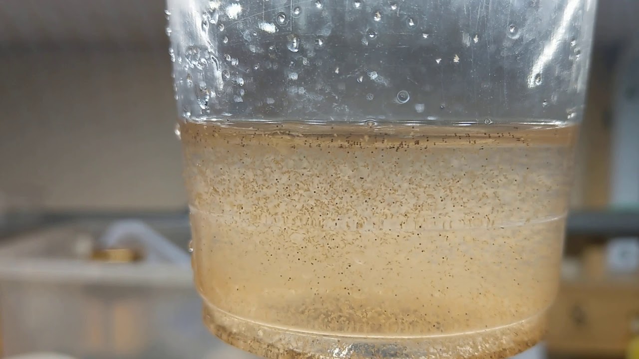 達叔愛亂搞-鬥魚開口餌  汽水微蟲 有需要的再訂閱，用不到的跳過，因為亂搞當然也是亂講，別認真。