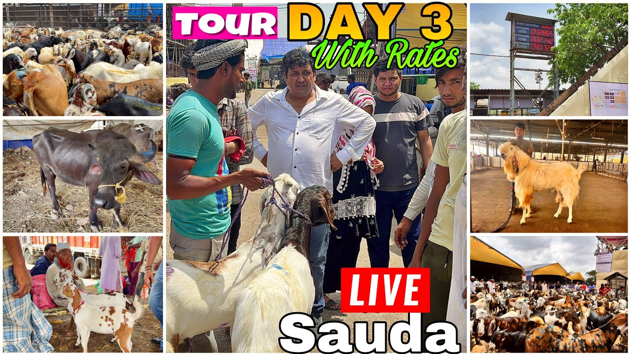 Deonar bakra mandi DAY 3 full tour 2023 || Live eid market ||