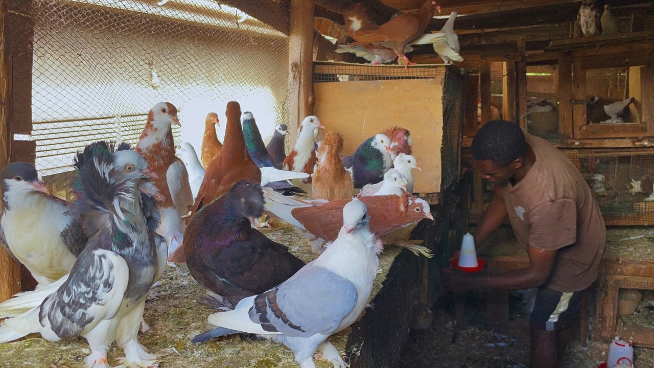 How to Feed and Care for Organic Pigeons on a Village Farm - Organic pigeon farming